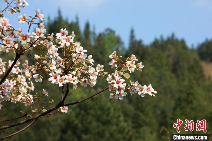 广西天峨县:油桐花绽放引客来_腾讯新闻