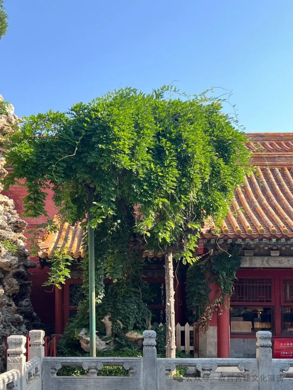 故宫御花园古树有何寓意_腾讯新闻