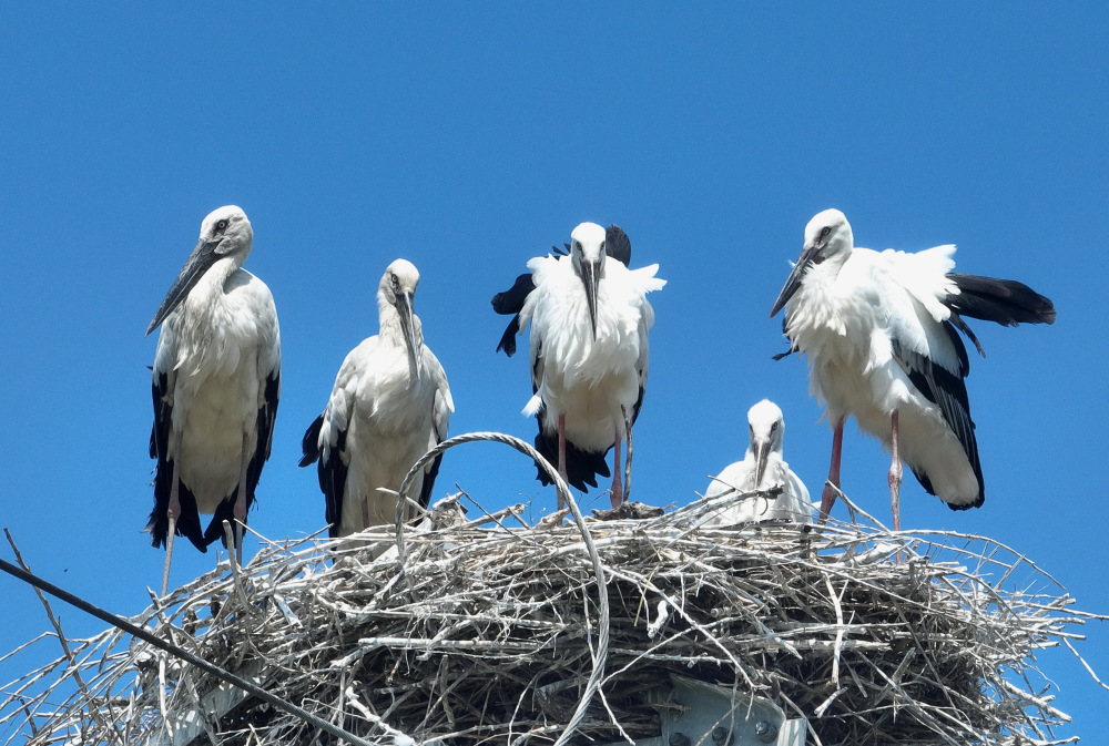 (环境)河北唐山:又到东方白鹳沿海育雏时