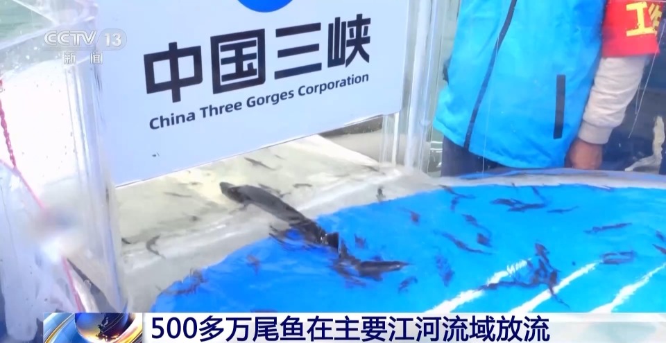 500多万尾鱼!我国主要江河流域又增殖放流了