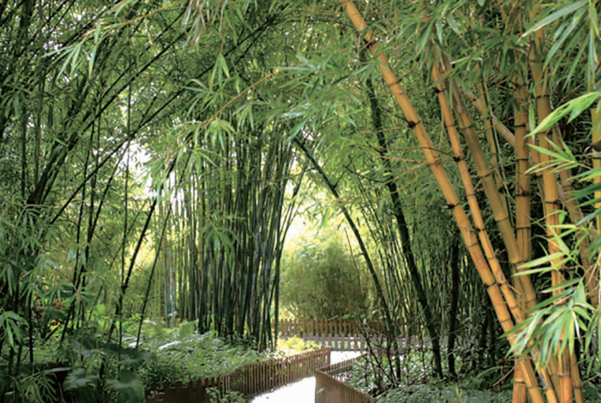 定     位充分利用楠竹公社及竹林资源优势,打造竹文化景观园,楠竹
