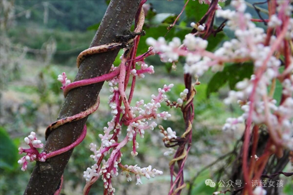 菟丝花图图片