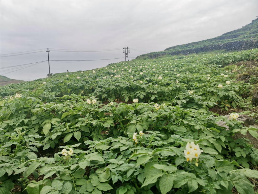 小寨坝镇:7000余亩马铃薯绽放丰收"薯"光