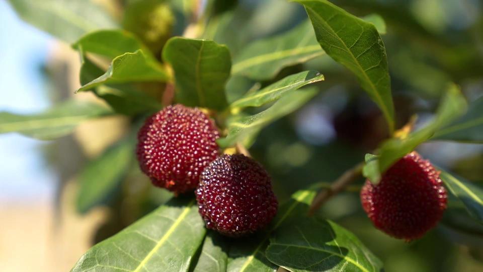 最高每公斤200元云南石屏早熟杨梅抢鲜上市