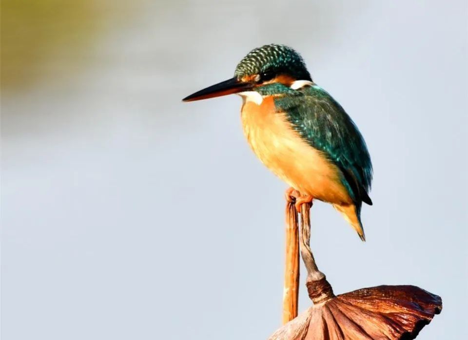 快来投票!选出你心中的湘潭市"市鸟"