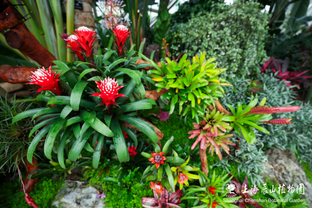 【活动】2024年辰山植物园大型卷瓣凤梨展明天开展!赴一场"王者盛宴"