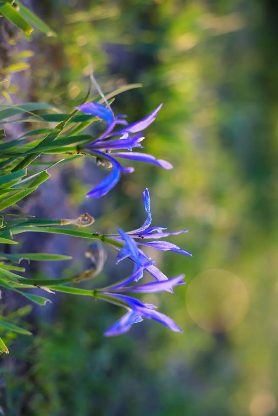 美丽新源:马兰花开  蓝紫色浪漫醉草原