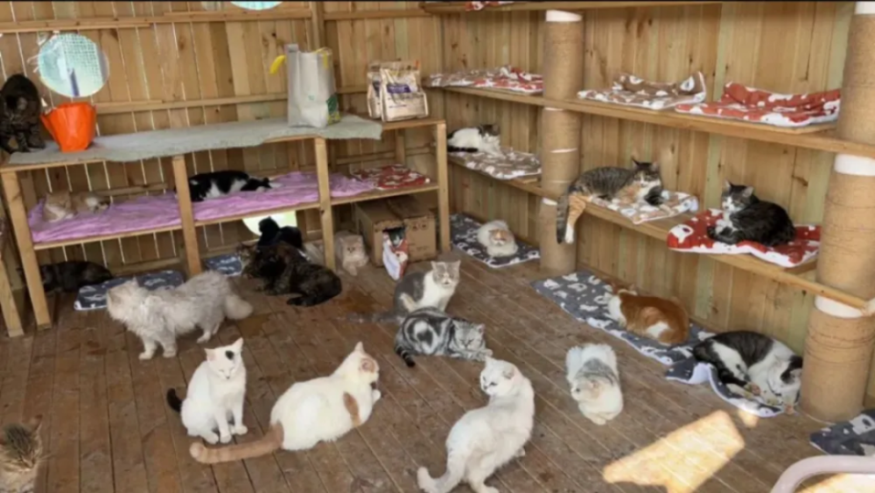 上千只猫涌进来后，猫咪收容所濒临倒闭_腾讯新闻