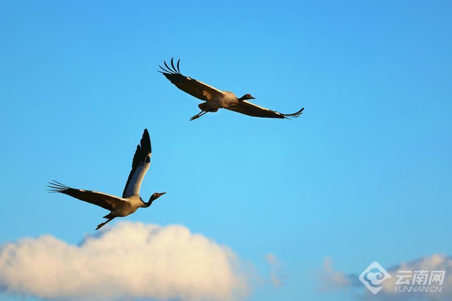【高清组图】云南昭通:黑颈鹤群恋恋不舍起舞云端暂别大山包