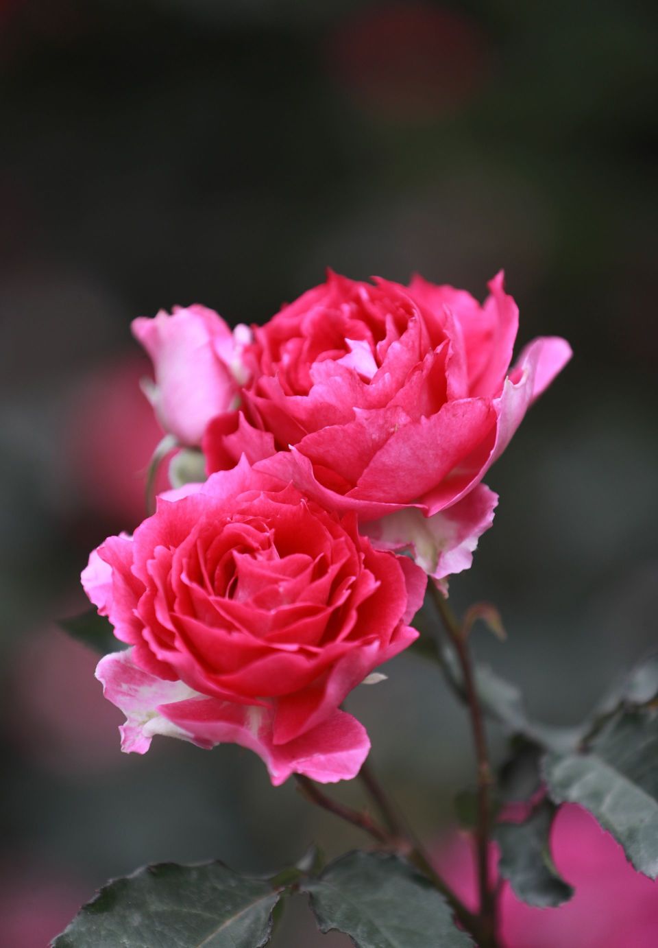 2024深圳月季赏邀您邂逅浪漫_腾讯新闻