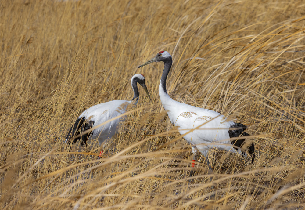 丹顶鹤"悠闲"觅食_腾讯新闻
