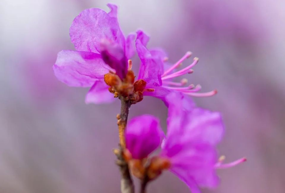 金达莱花是延边州的州花,是田野中开放的第一朵花,朝鲜族将金达莱花看