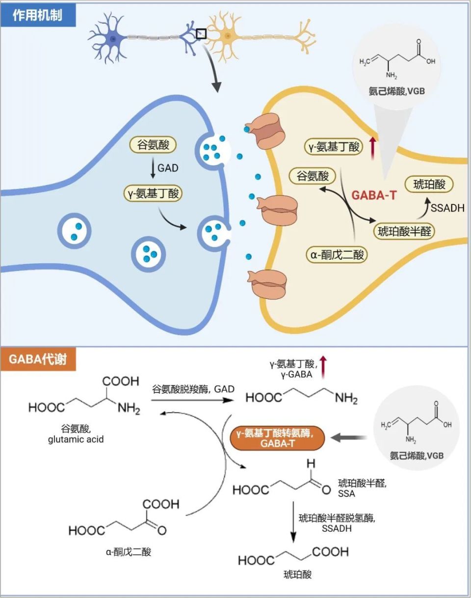 焦虑症在女性中尤为普遍,这促使人们有必要对其潜在机制进行有针对性