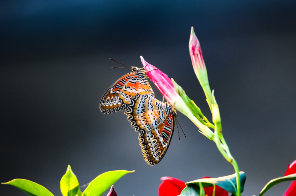 蝴蝶漫天飞舞,一生总要感受一次_腾讯新闻