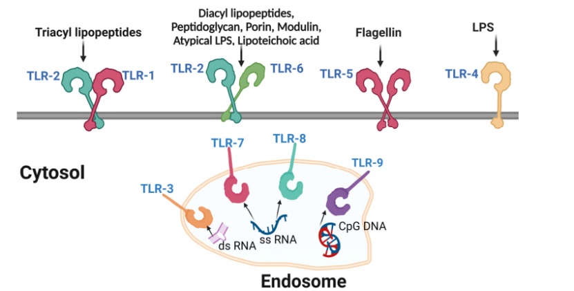 cells:揭秘hiv病毒与宿主细胞的相互作用