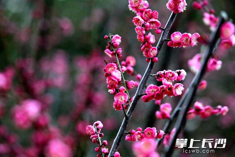 组图|红梅报春_腾讯新闻