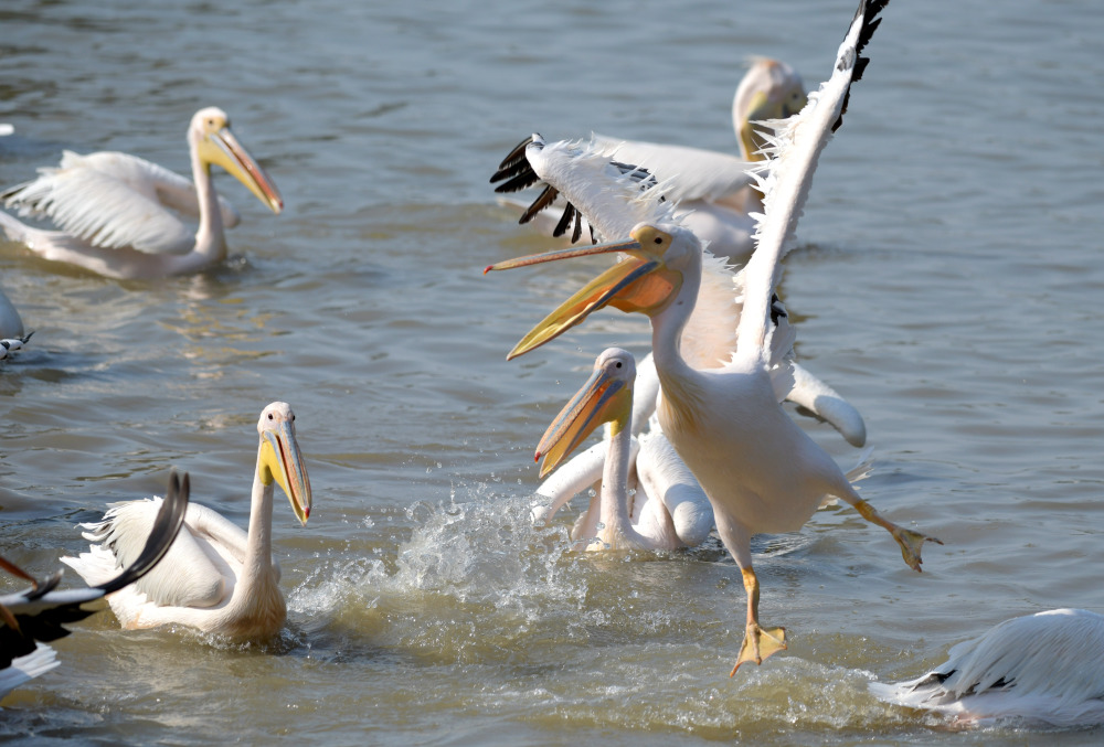 自由飞翔 温暖栖息:非洲鹈鹕安家大湾区_腾讯新闻