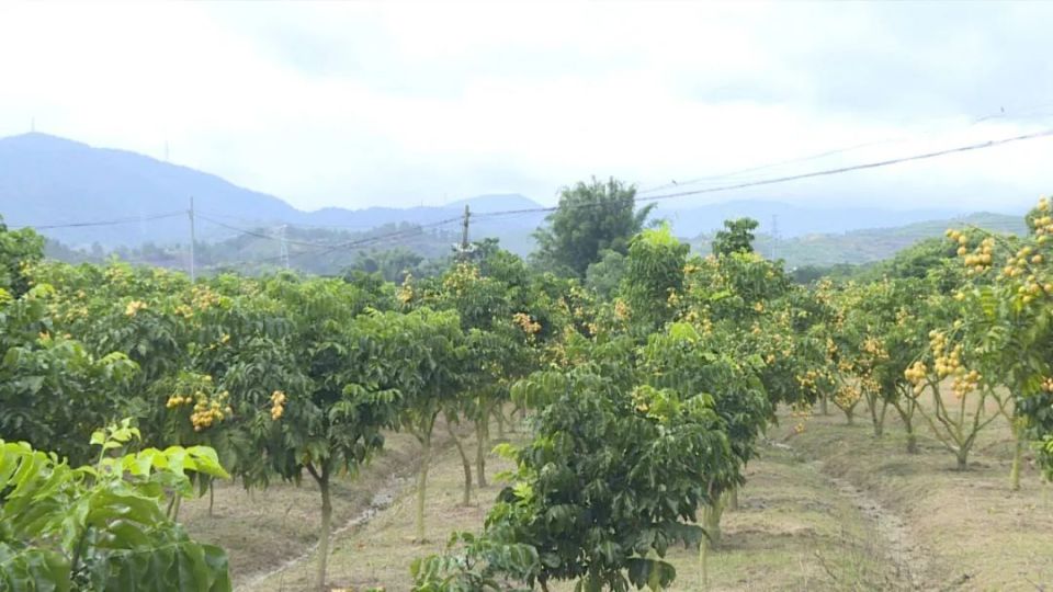 惠东九龙峰:黄皮逐渐成熟 预计价格同比上涨