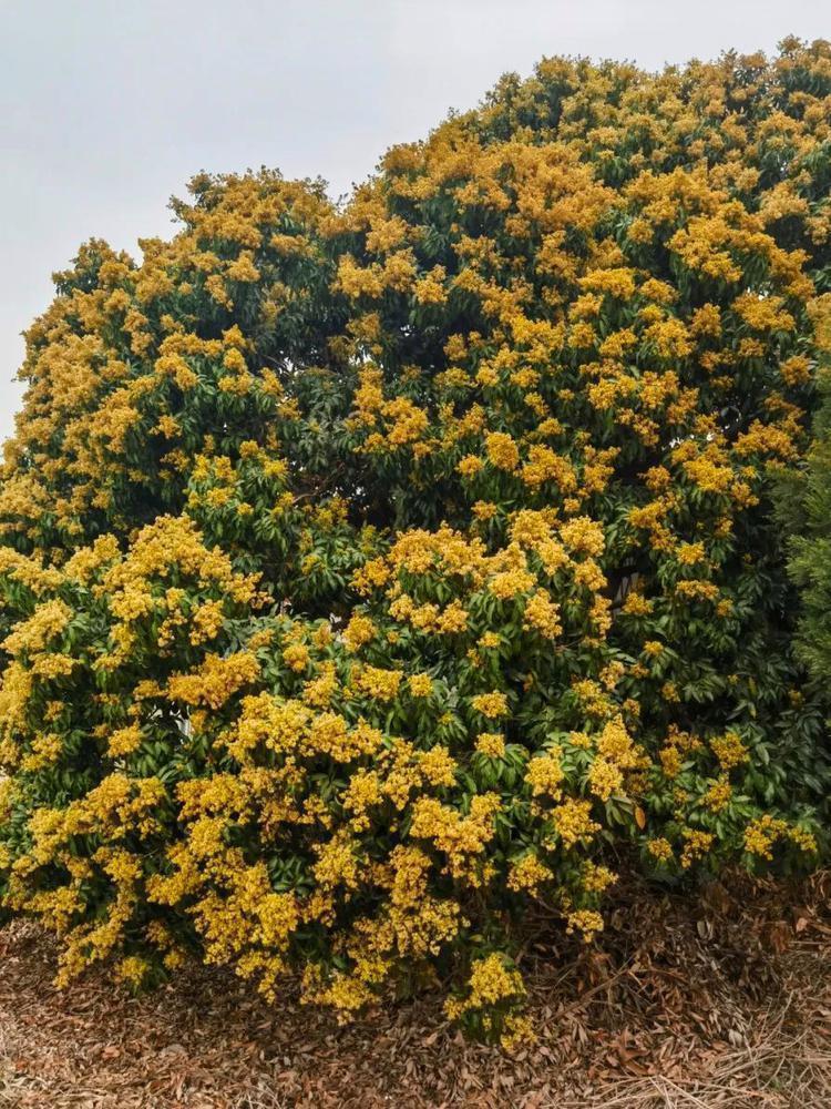 荔枝花像什么图片