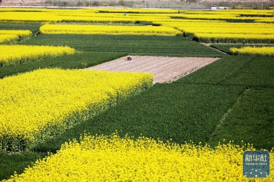 武山油菜花盛放，共赴一场金色花海之约~_腾讯新闻