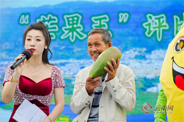 2024年临沧永德芒果节评出"芒果王"