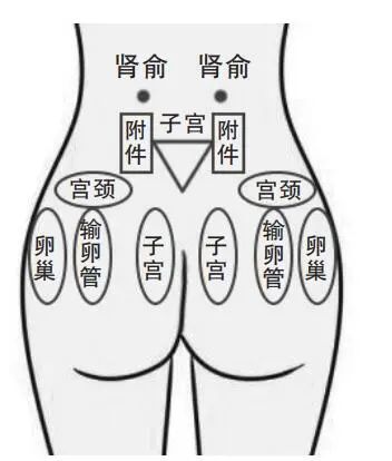 臀部六条经络图位置图片