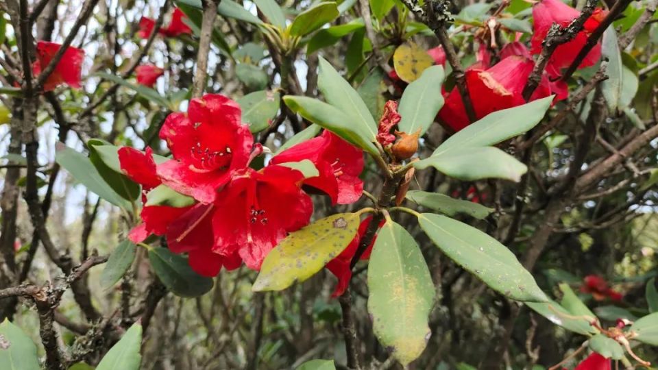 四川凉山会东新发现大量"会东杜鹃"