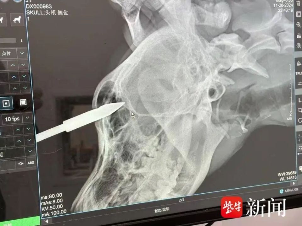 小狗被弩箭射中头部，箭头取出后发现有倒钩，救助人已报警_腾讯新闻