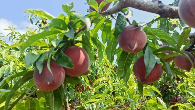 美好生活在云南|玉溪龙树的桃子熟了,快来尝鲜!
