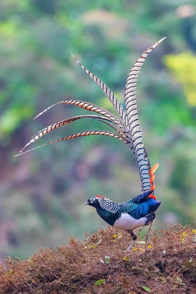圣洁甘孜 花鸟世界 | 雉鸡中的"白富美"——白腹锦鸡