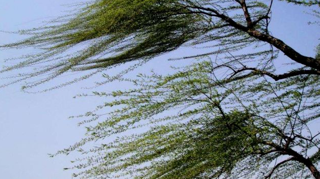 4月11日-13日雄安将出现持续强风和降温天气！最新气象专报来了