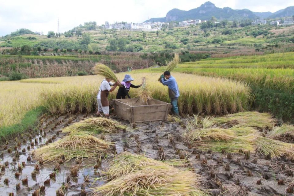 大方县小屯乡稻谷飘香迎丰收