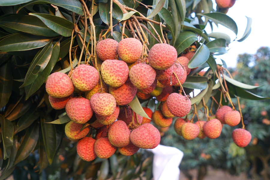 鸡蛋大的荔枝你见过吗仙桃荔熟了