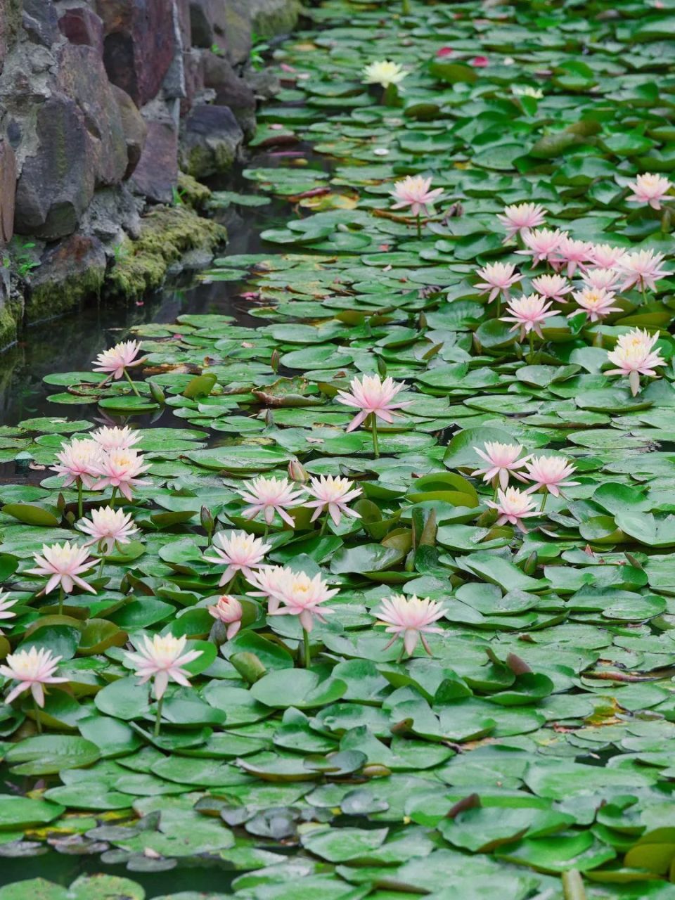 一叶一浮萍,一梦一睡莲, 在静安这里,见者好运"莲莲"