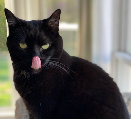 猫咪舔唇是为何？猫咪舔嘴唇的7个原因！_腾讯新闻