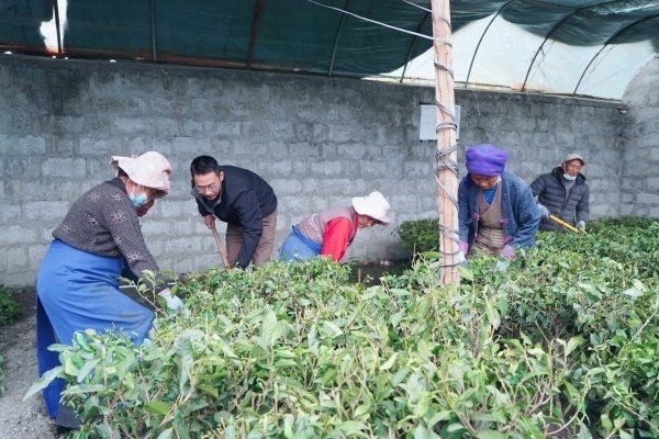 武汉援藏工作队在乃东试种1500株茶树，今秋有望采下高原第一杯新茶_腾讯新闻