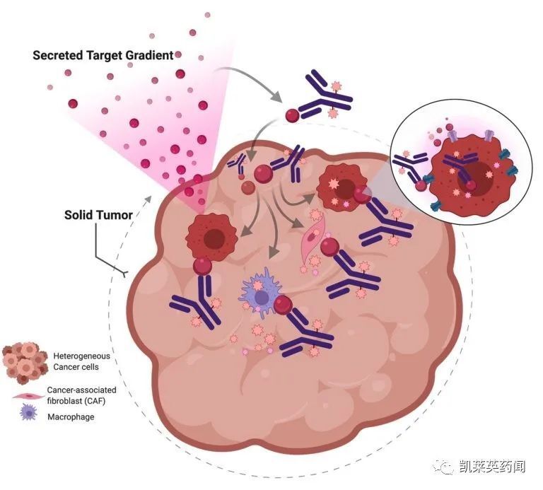 FRa ADC先驱ImmunoGen：达成一项外延合作，拓宽靶点以开发下一代ADC！_腾讯新闻