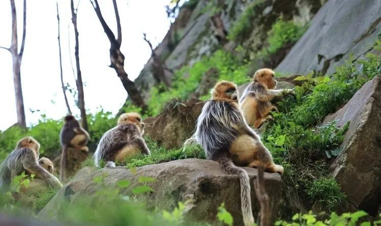 这里动植物种类丰富,不仅有国家Ⅰ级重点保护野生动物大熊猫,还有庞大