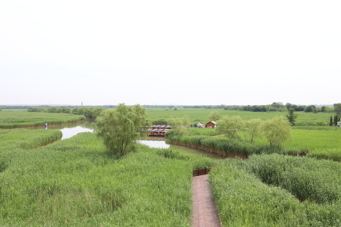 淄博马踏湖:珍稀动植物"落户"北国水乡