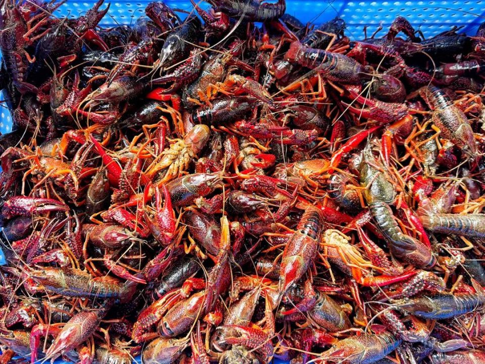 记者来到玉泉综合市场水产区看到,多个摊位都有大量小龙虾售卖,一只只