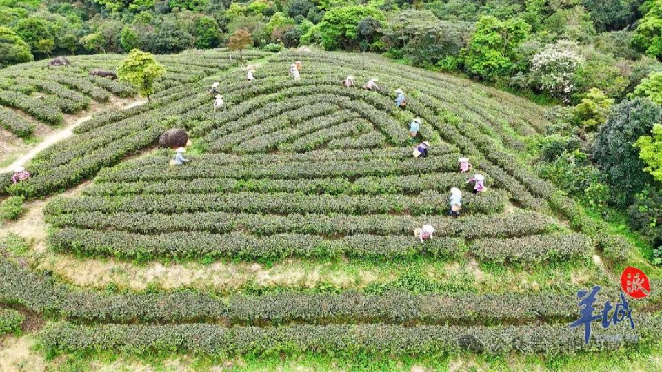 阳西东水山头茬春茶抢鲜上市邀您品一口春天的味道