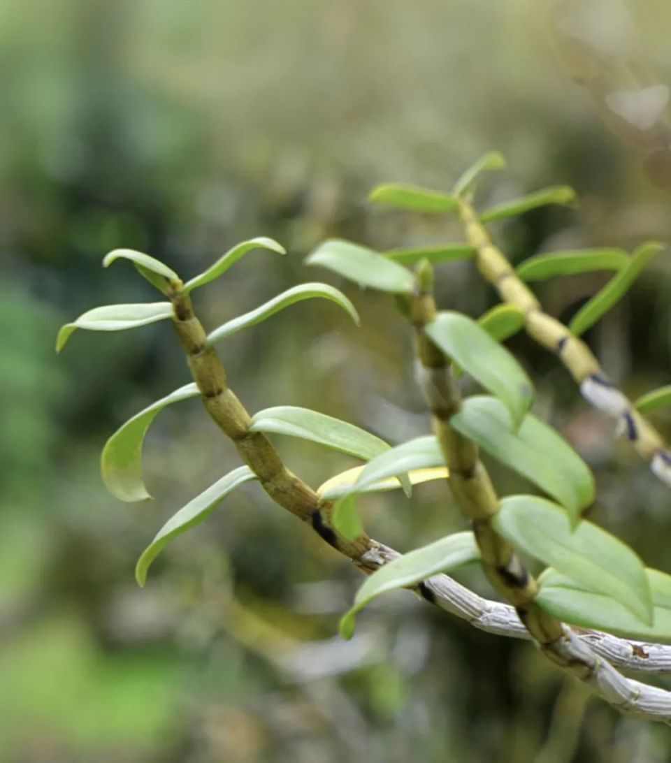 新鲜的冬虫夏草有啥好?锁住营养,更适合养阴补虚