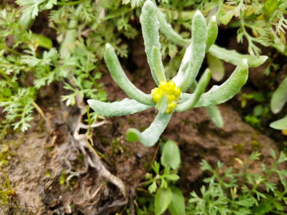水牛花图片 腾讯网