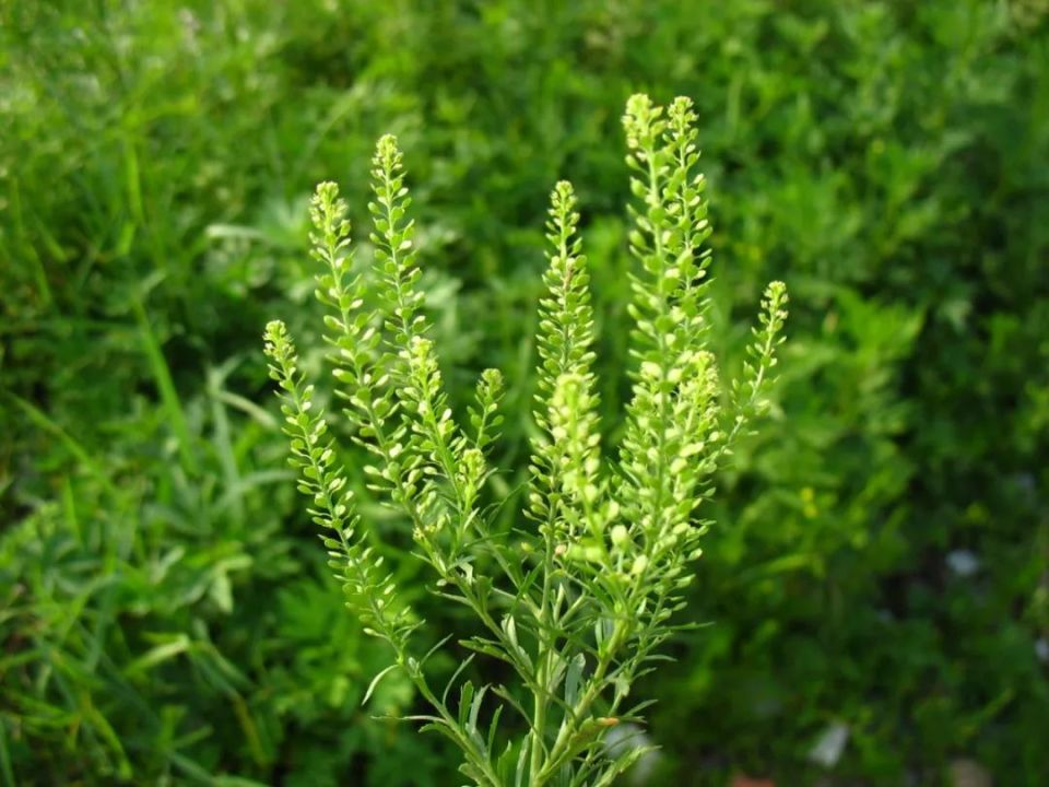 长白山植物千"种"风情~密花独行菜_腾讯新闻