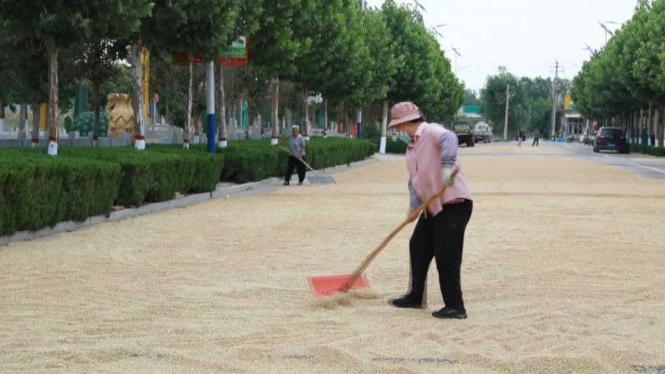 杜郎口镇:集中分配公共区域 保障小麦及时晾晒