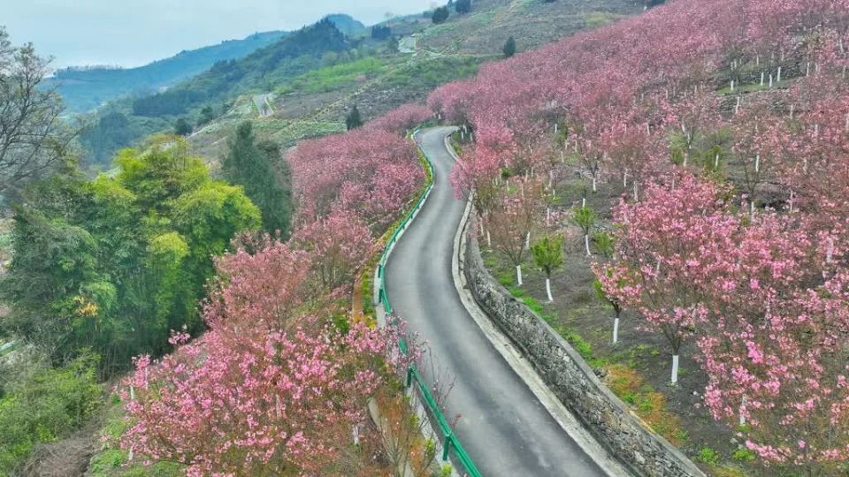 古蔺酒香花谷在哪儿图片