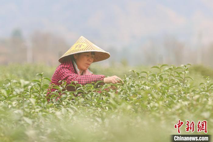 满园碧绿茶飘香 "中国名茶之乡"江西修水"明前茶"采摘忙_腾讯新闻