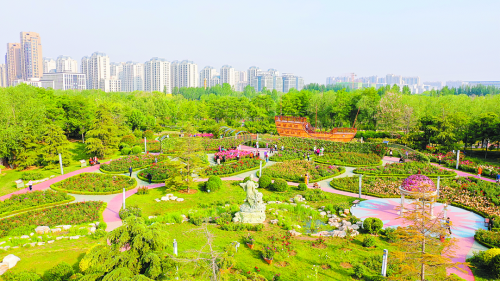 市区月季蔷薇绽放扮靓夏日园林