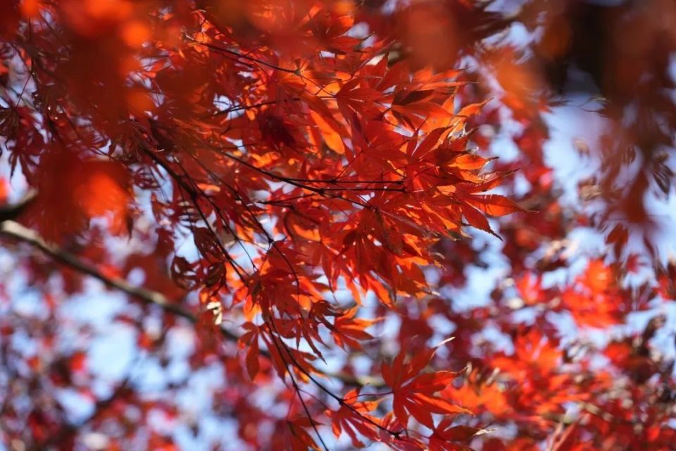 冬日紅楓別樣美青浦這裡藏著一處賞楓看紅葉絕佳地