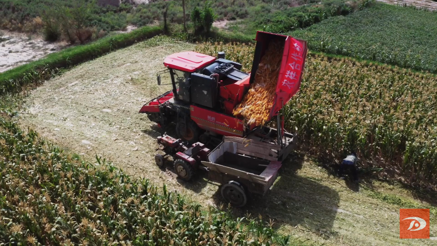 27万亩玉米大面积成熟进入采收期,各镇农户组织人力,大型收割机全面